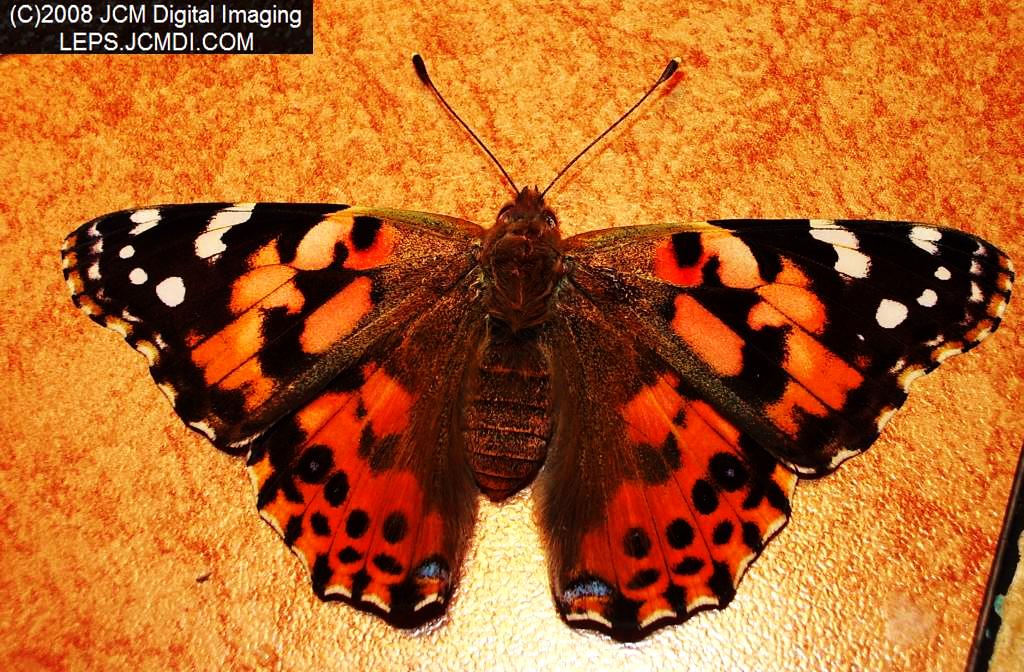 Vanessa cardui (Painted Lady)  Life Cycle image JCMDI.COM 